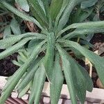 Cordyline stricta Leht