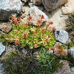 Saxifraga moschata Habitus