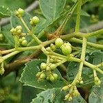 Zanthoxylum piperitum Fruit