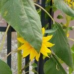 Helianthus petiolaris পাতা