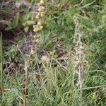 Artemisia atrata Habit