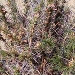 Astragalus armatus Листок