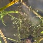 Utricularia minor Leaf