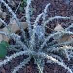 Euphorbia berorohae Habit