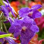 Vanda coerulescens Cvet