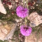 Armeria castellana Квітка