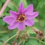 Dahlia merckii Flower