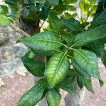 Picconia excelsa Leaf