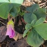 Oxalis purpurea Blüte