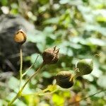 Scrophularia alpestris Плод