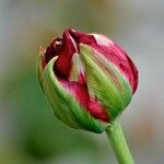 Tulipa agenensis Altro