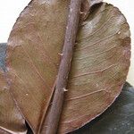 Zanthoxylum pentandrum Máis