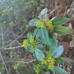 Rhamnus alaternus Blüte
