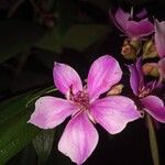 Pleroma granulosum 花