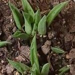 Haworthia retusaHostoa