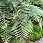 Dicksonia fibrosa Leaf