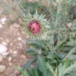 Carduus nutans Lorea