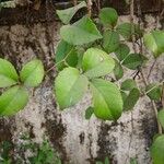 Cayratia trifolia Blad