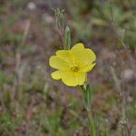 Oenothera stricta Blüte