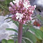 Valeriana dioscoridis Квітка