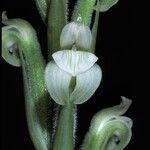 Sarcoglottis acaulis Flor