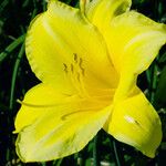 Hemerocallis lilioasphodelus Flower