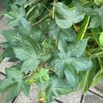 Gossypium herbaceum Likasa