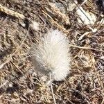 Lagurus ovatus Fruit