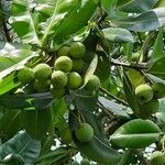 Calophyllum calaba Fruit