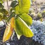 Dais cotinifolia Φύλλο