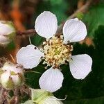 Rubus canescens Λουλούδι