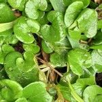 Dichondra repens Hoja