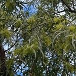 Searsia lancea Blüte