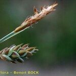 Carex limosa 果実