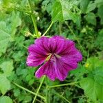 Malva arboreaŽiedas