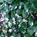 Viola × melissifolia Flower