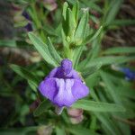 Scutellaria siphocampyloides 花