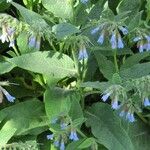 Symphytum caucasicum Flor