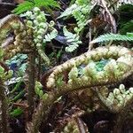 Dryopteris crassirhizoma Leaf