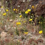 Mentzelia nitens Habit