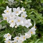 Solanum laxum 花