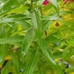 Symphyotrichum novae-angliae Leaf