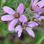 Erodium moschatum Flower