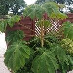 Tetrapanax papyrifer 叶