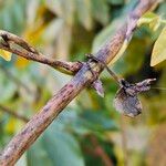 Lonicera periclymenum Bark