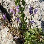 Campanula pyramidalis Συνήθη χαρακτηριστικά