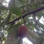 Theobroma grandiflorum Fruto