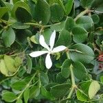 Carissa macrocarpa Квітка