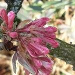 Viburnum × bodnantense
