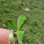 Trifolium incarnatum Leaf